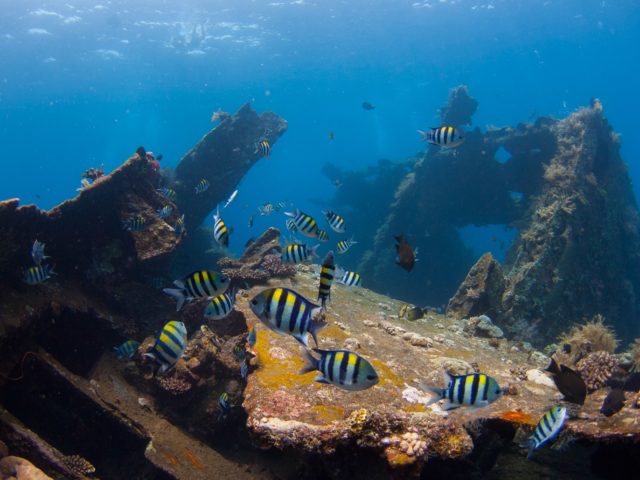 diving_in_tulamben_bali-photo-credit-tochristian-loader