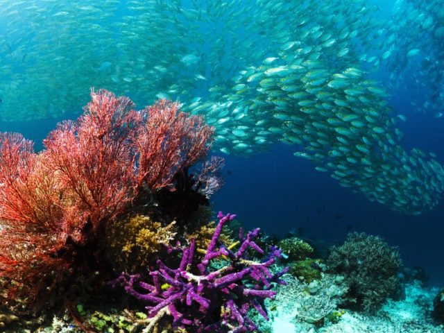 scuba-diving-at-sardine-reef1